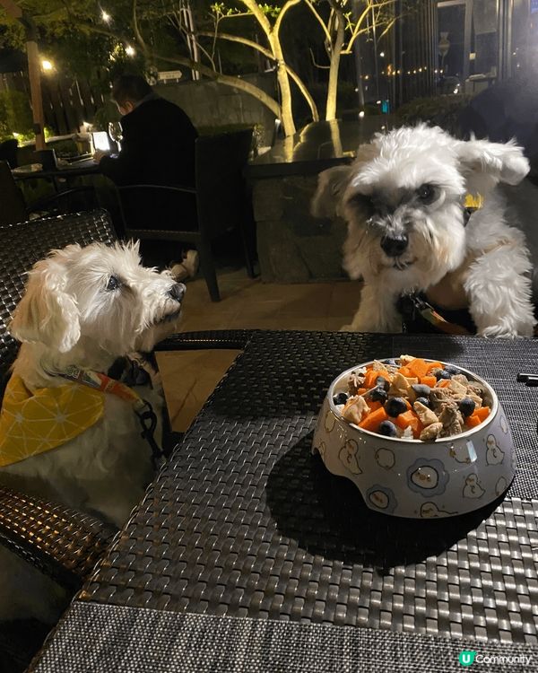 數碼港很適合帶毛孩去放電，環境很優美令人和狗都可以放鬆心情，...