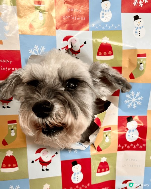 數碼港很適合帶毛孩去放電，環境很優美令人和狗都可以放鬆心情，...