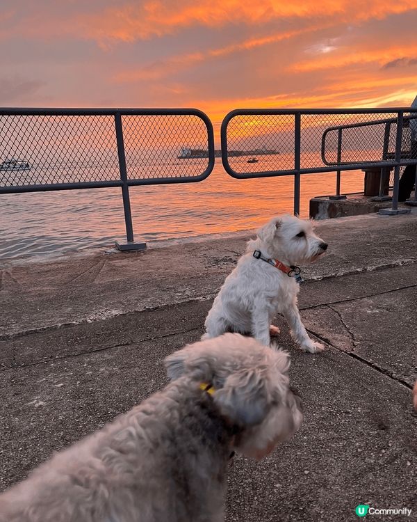 數碼港很適合帶毛孩去放電，環境很優美令人和狗都可以放鬆心情，...