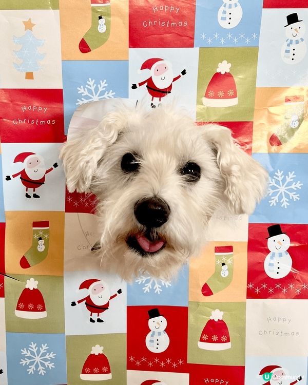 數碼港很適合帶毛孩去放電，環境很優美令人和狗都可以放鬆心情，...