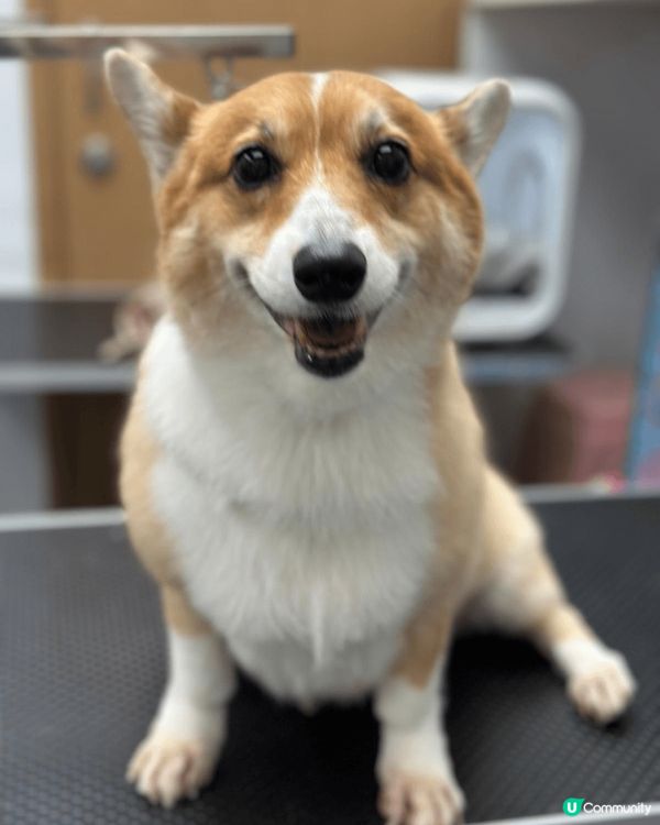 移民回港的黏人毛孩阿布之老年退休日常生活