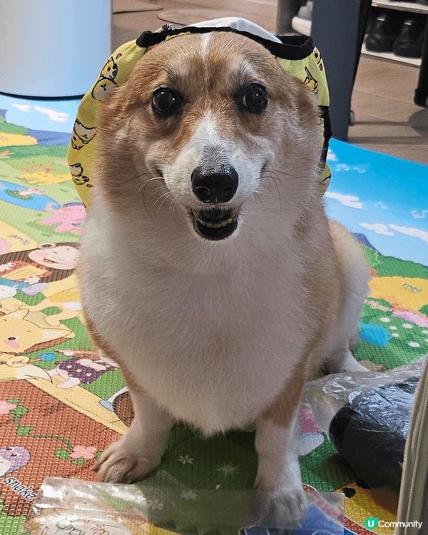 移民回港的黏人毛孩阿布之老年退休日常生活