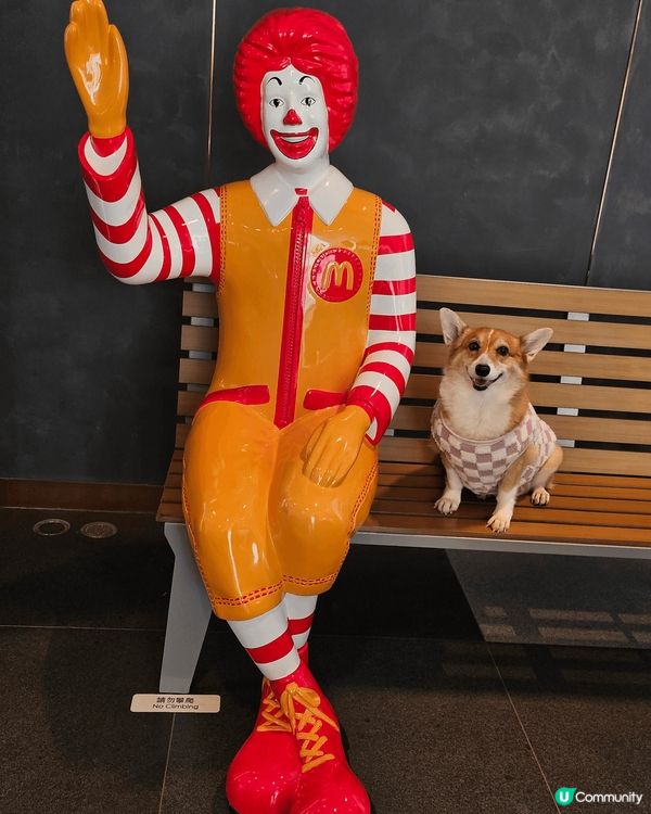 移民回港的黏人毛孩阿布之老年退休日常生活