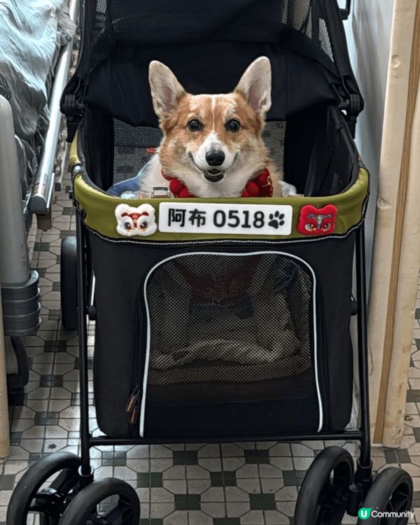 移民回港的黏人毛孩阿布之老年退休日常生活