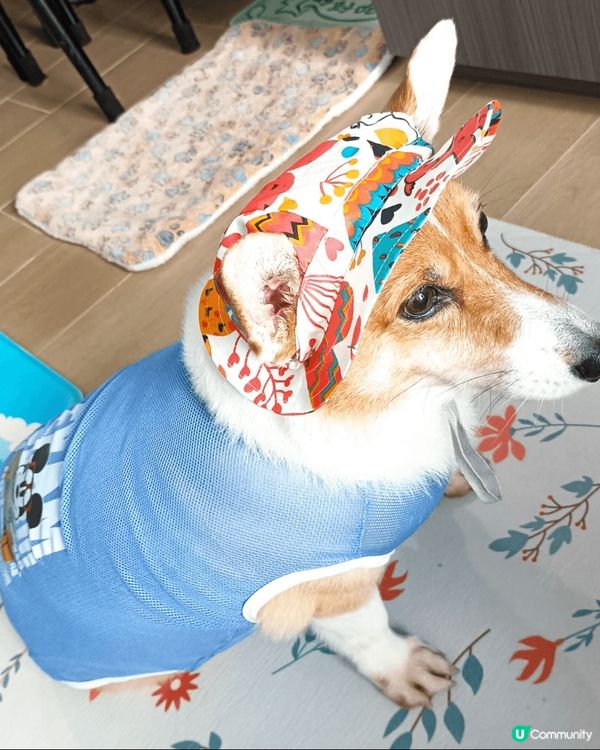 移民回港的黏人毛孩阿布之老年退休日常生活