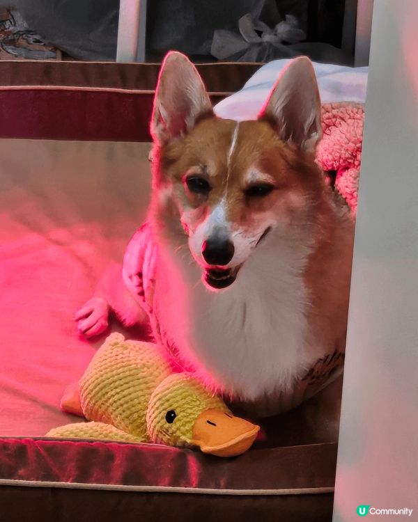 移民回港的黏人毛孩阿布之老年退休日常生活