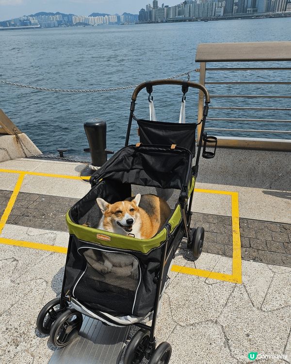 移民回港的黏人毛孩阿布之老年退休日常生活