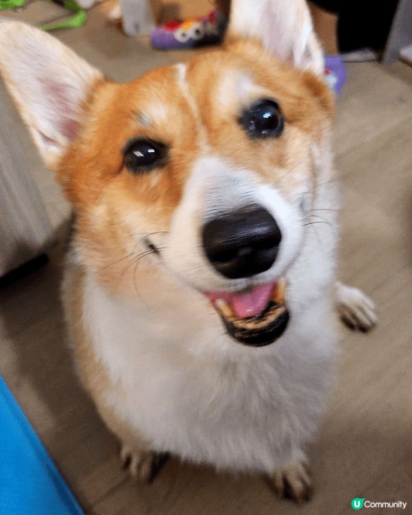 移民回港的黏人毛孩阿布之老年退休日常生活