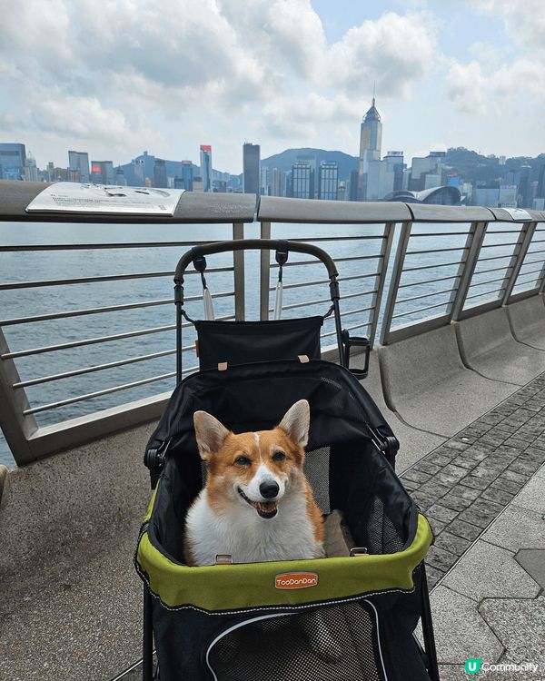 移民回港的黏人毛孩阿布之老年退休日常生活