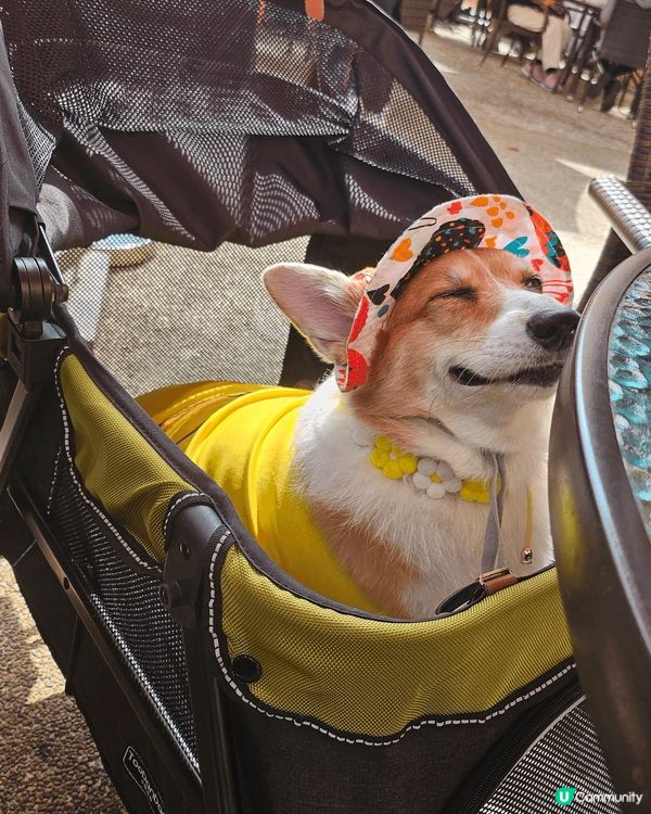 移民回港的黏人毛孩阿布之老年退休日常生活