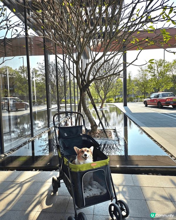 移民回港的黏人毛孩阿布之老年退休日常生活