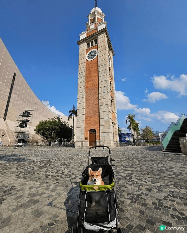 移民回港的黏人毛孩阿布之老年退休日常生活