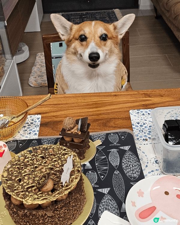 移民回港的黏人毛孩阿布之老年退休日常生活