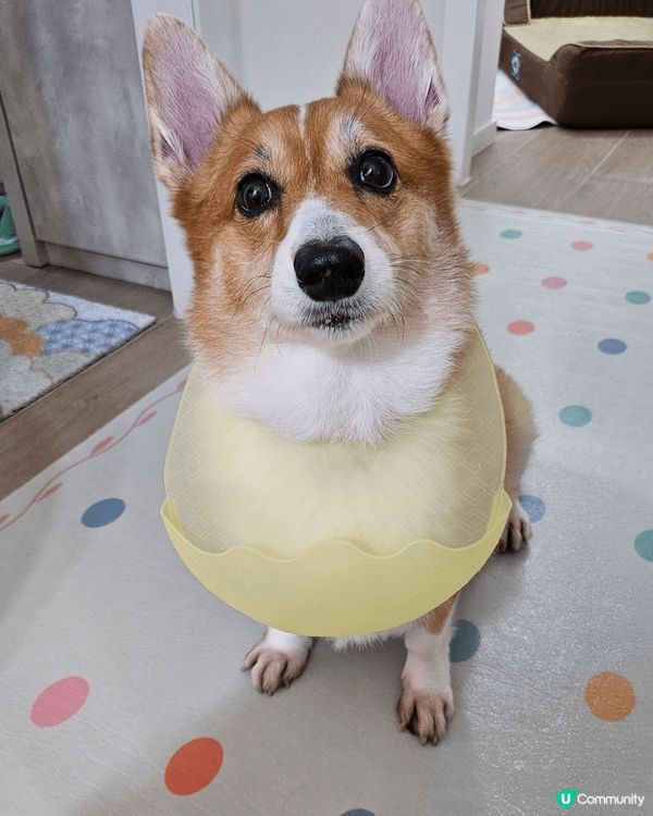 移民回港的黏人毛孩阿布之老年退休日常生活