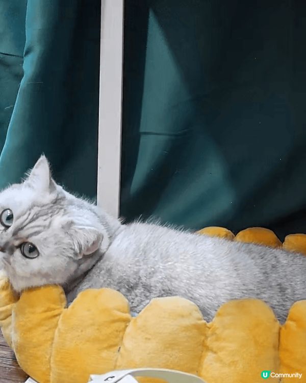 大家好，我叫湯圓，我很愛乾淨😆😆