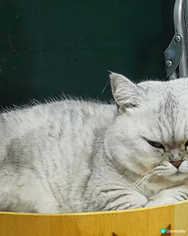 大家好，我叫湯圓，我很愛乾淨😆😆