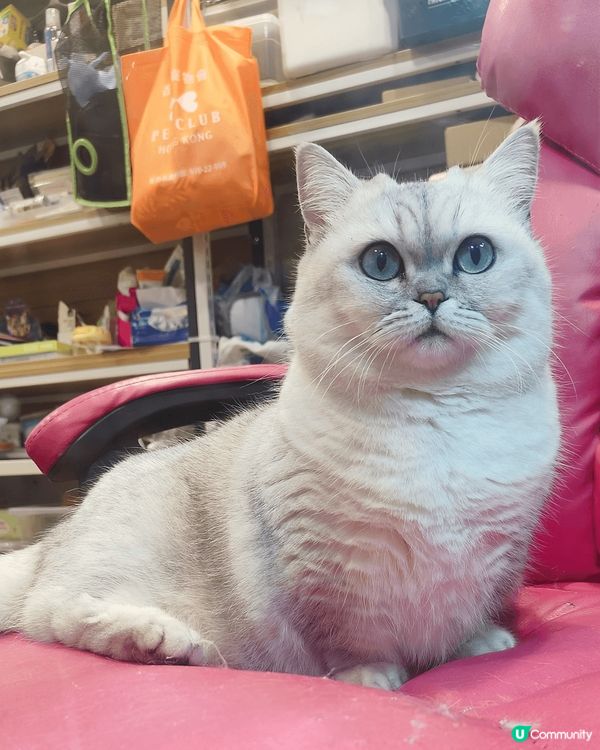 大家好，我叫湯圓，我很愛乾淨😆😆