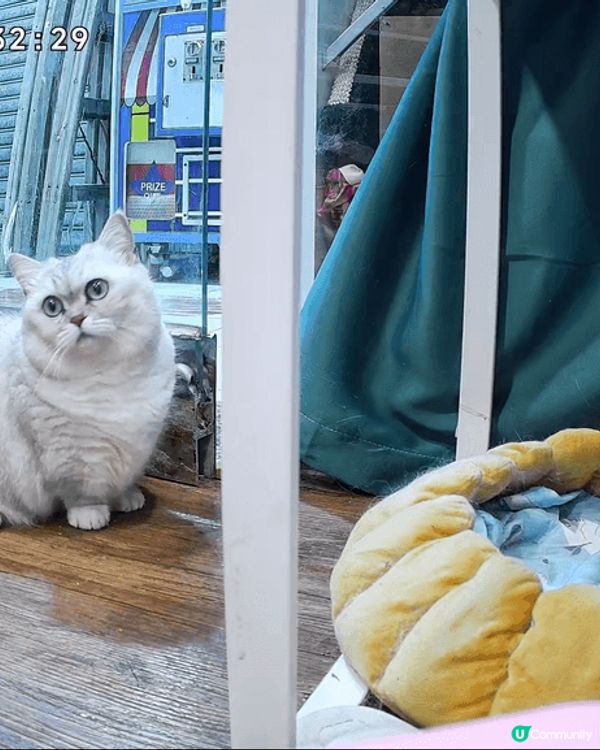 大家好，我叫湯圓，我很愛乾淨😆😆