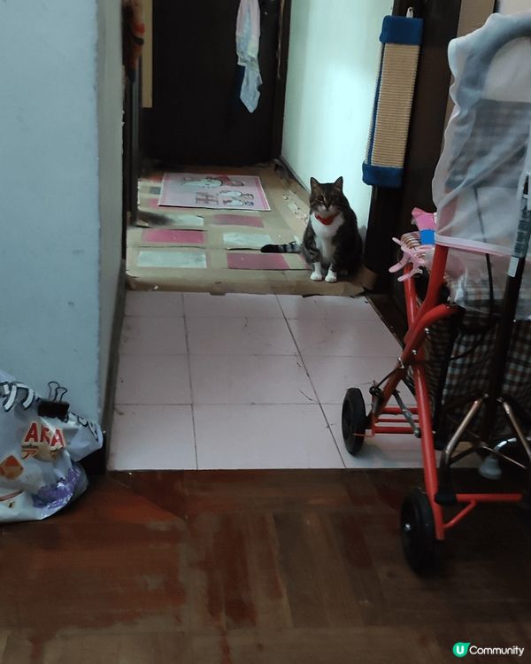 毛孩不大喜歡影相的,所以這3張相不容易捕捉毛孩到毛孩可愛的一...