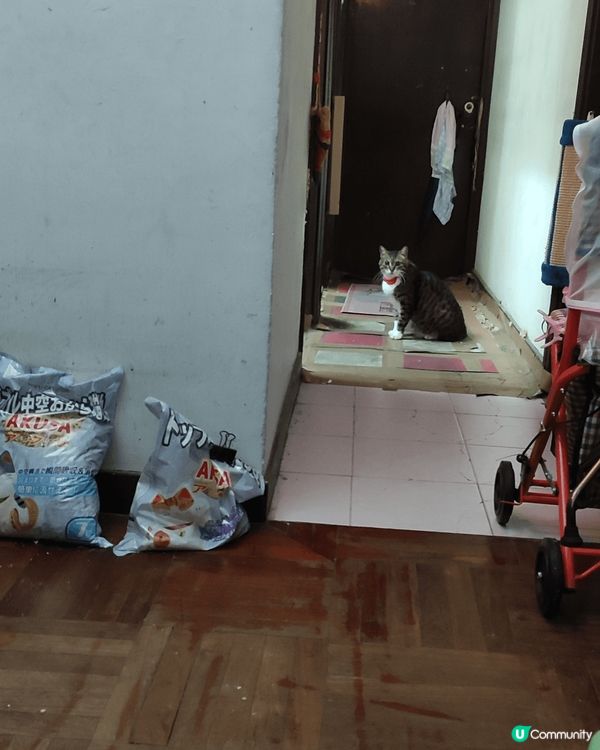 毛孩不大喜歡影相的,所以這3張相不容易捕捉毛孩到毛孩可愛的一...