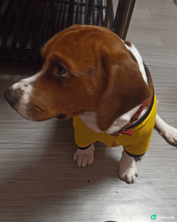 全部都係可愛兼聰明討人歡心的小狗狗！其中一隻是我本人的！其餘...