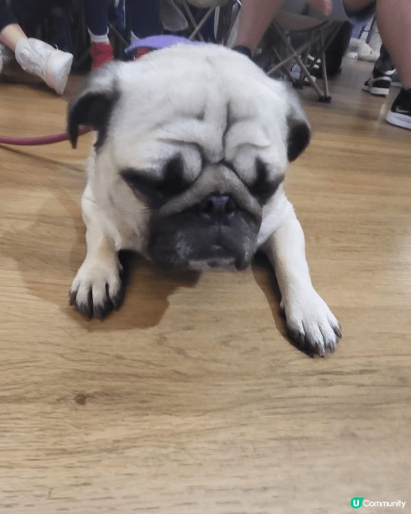 全部都係可愛兼聰明討人歡心的小狗狗！其中一隻是我本人的！其餘...