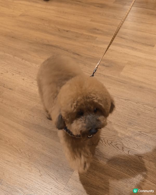 全部都係可愛兼聰明討人歡心的小狗狗！其中一隻是我本人的！其餘...