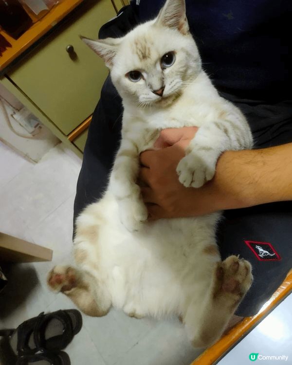 波米拉貓 Burmilla cat