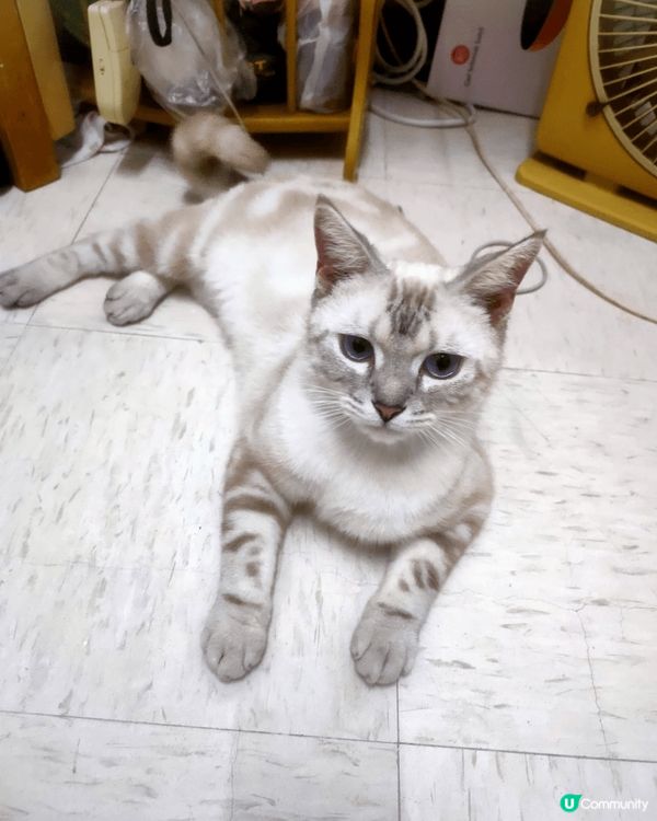 波米拉貓 Burmilla cat