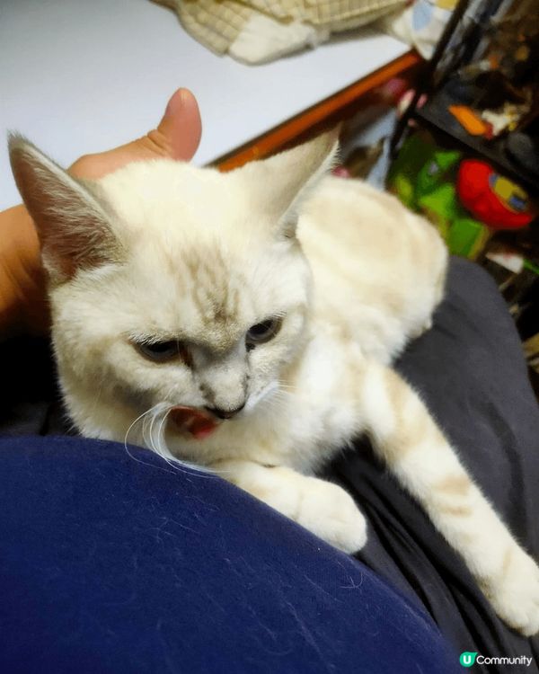 波米拉貓 Burmilla cat