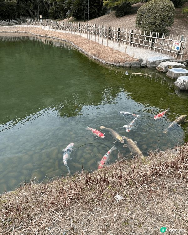 去日本旅行好多時都會見錦鯉魚，而且仲好大條好靚，有好多顏色，...