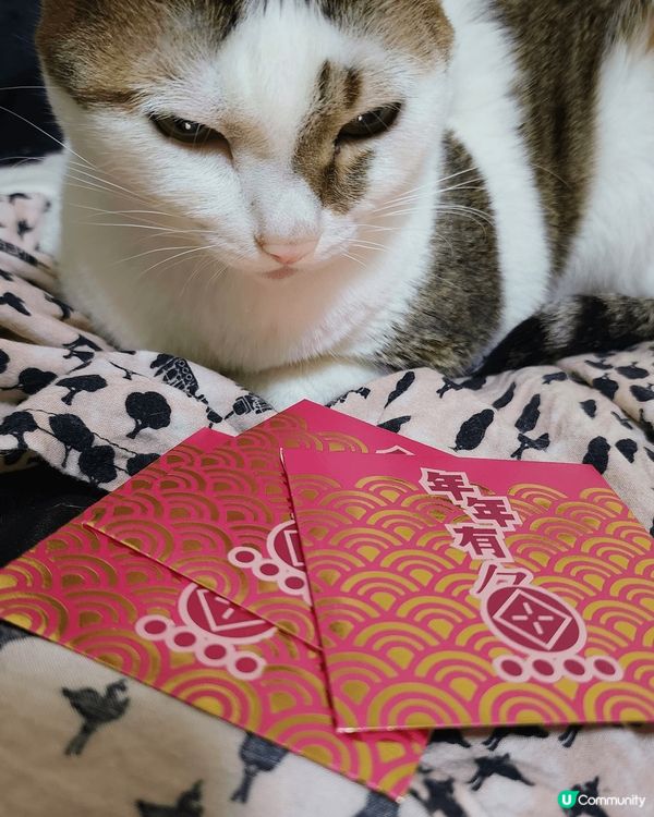 貓奴最愛曬自家可愛貓咪