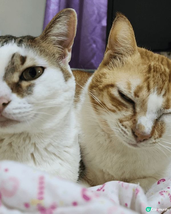 貓奴最愛曬自家可愛貓咪