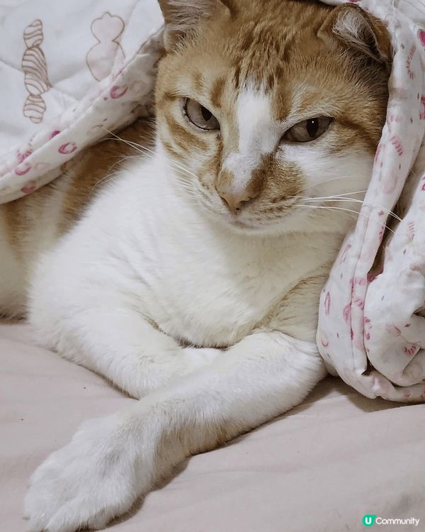 貓奴最愛曬自家可愛貓咪