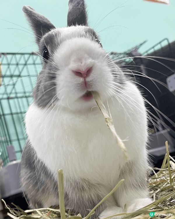 佢叫娜娜～平時鐘意攤攤，有時都會發下脾氣，但整體係都係sel...