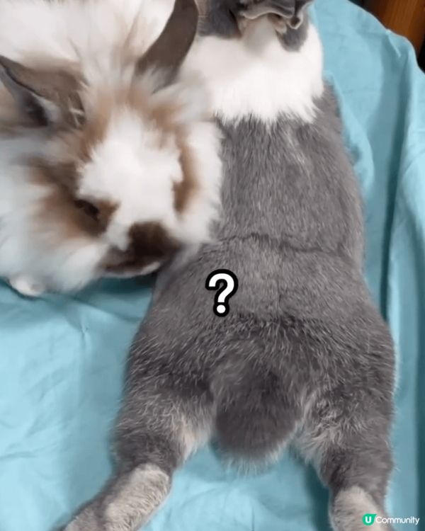 佢叫娜娜～平時鐘意攤攤，有時都會發下脾氣，但整體係都係sel...