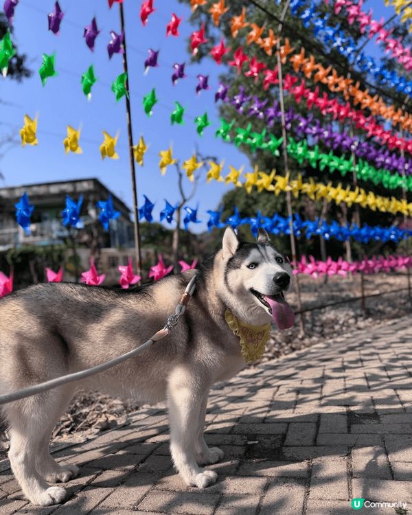 我哋主人經常都會帶毛孩周圍玩，上山下海去cafe打卡。所以寵...