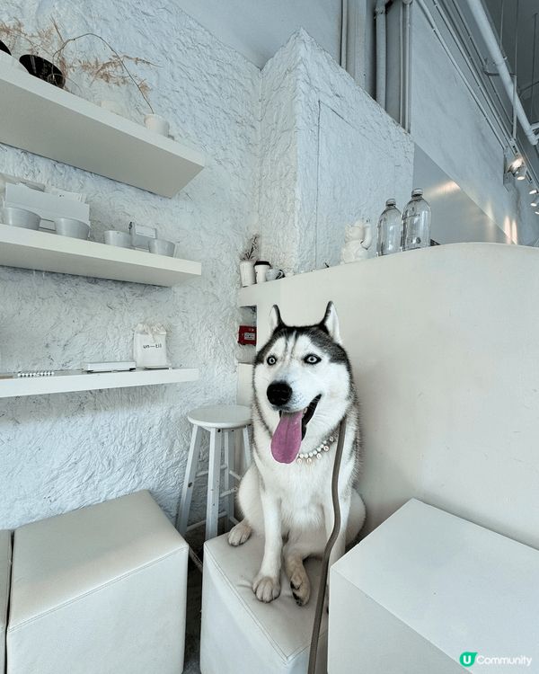 我哋主人經常都會帶毛孩周圍玩，上山下海去cafe打卡。所以寵...