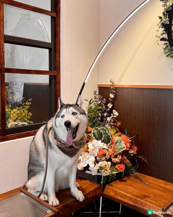 我哋主人經常都會帶毛孩周圍玩，上山下海去cafe打卡。所以寵...