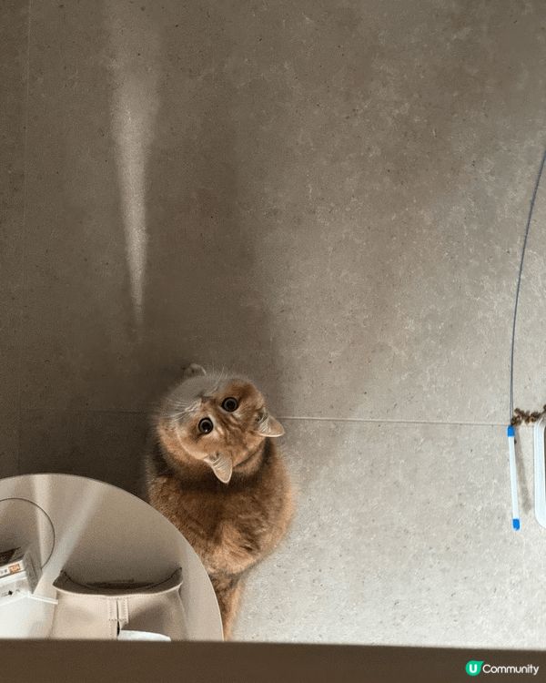 我的小可愛們，最喜歡吃玩睡。