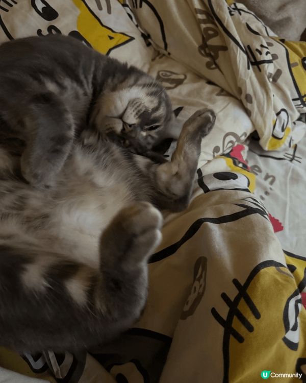 我的小可愛們，最喜歡吃玩睡。