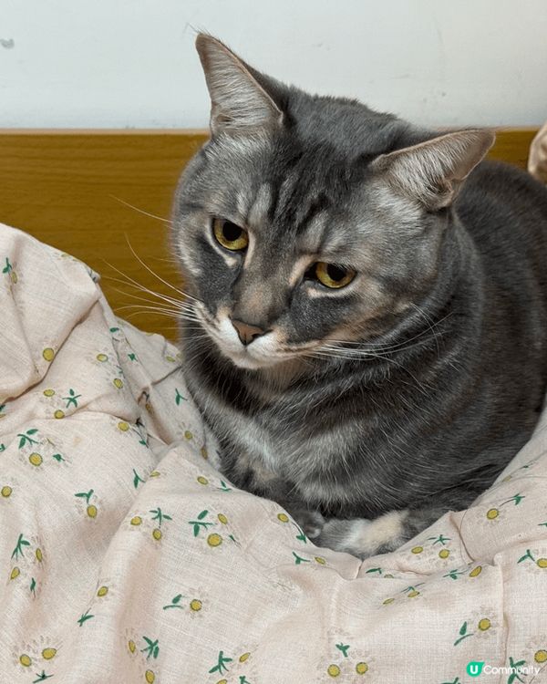 我的小可愛們，最喜歡吃玩睡。