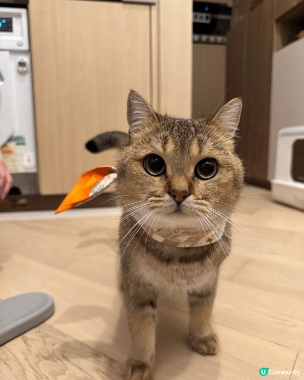 自己罐罐自己賺系列😻😽兩個曳仔雖然日日打交但係又乖乖影相賺罐...