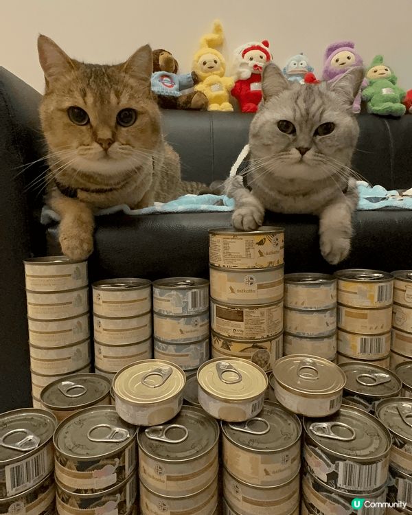 自己罐罐自己賺系列😻😽兩個曳仔雖然日日打交但係又乖乖影相賺罐...