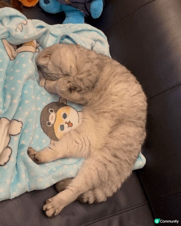 自己罐罐自己賺系列😻😽兩個曳仔雖然日日打交但係又乖乖影相賺罐...