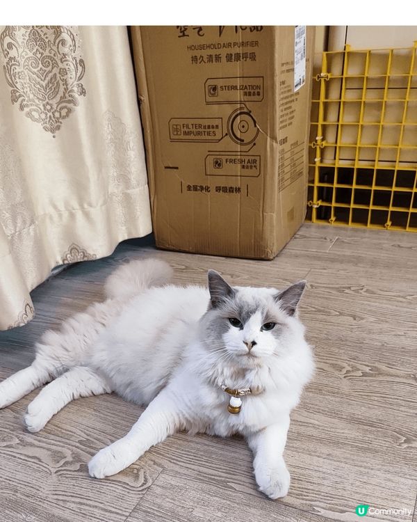 下雨檢回來的亞Blue已經成了我的家人了,不对,是我的Bab...