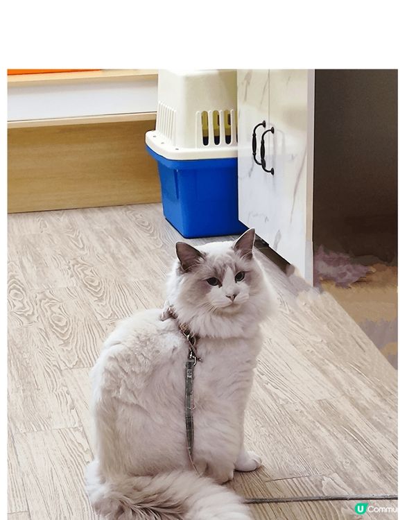 下雨檢回來的亞Blue已經成了我的家人了,不对,是我的Bab...