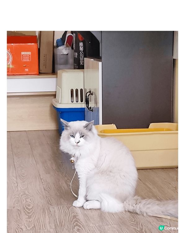 下雨檢回來的亞Blue已經成了我的家人了,不对,是我的Bab...