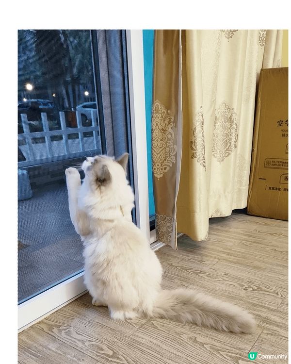 下雨檢回來的亞Blue已經成了我的家人了,不对,是我的Bab...