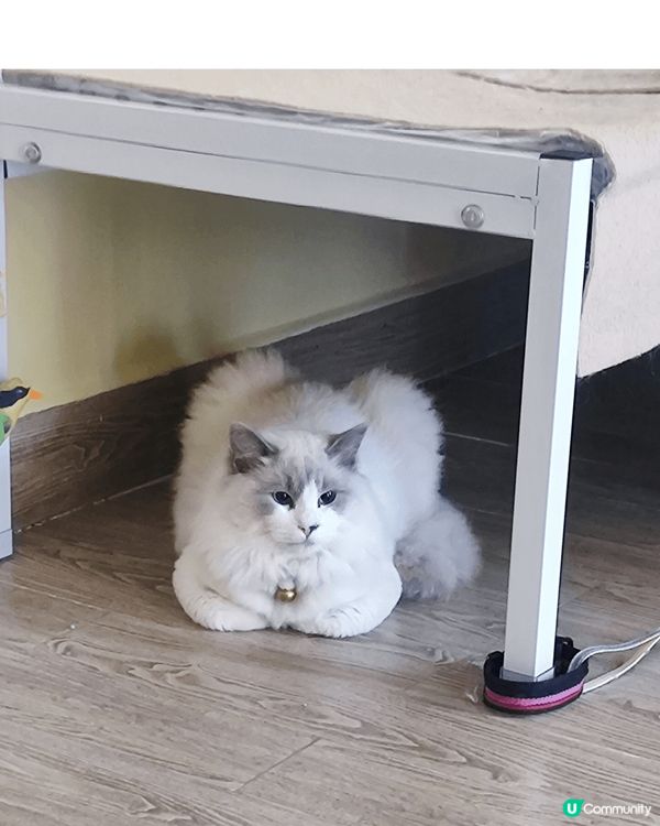 下雨檢回來的亞Blue已經成了我的家人了,不对,是我的Bab...